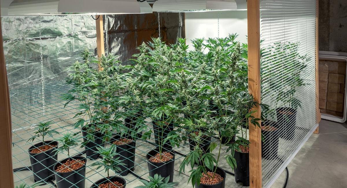 Illegal Cultivation Grow Houses